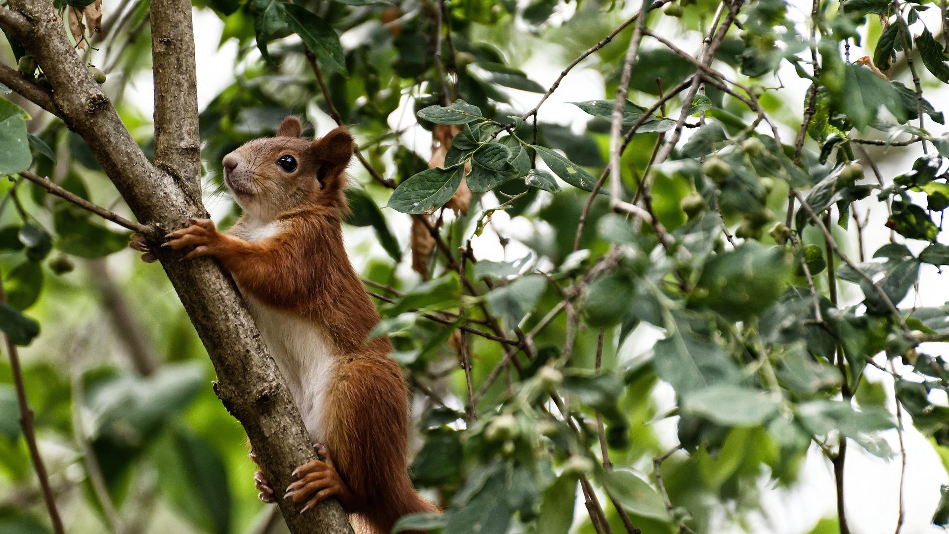 切尔西小范围配合成功破解密集防守，切尔西打法