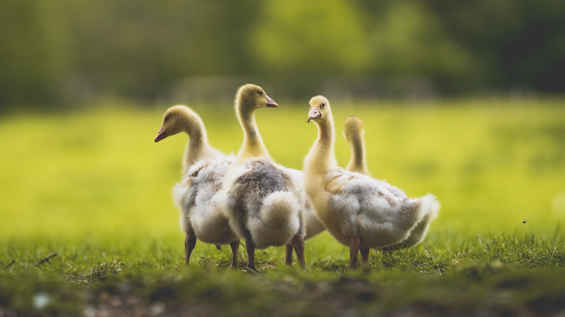 乐鱼（中国）体育官方网站-国家队逆袭世界杯预选赛 跌宕对决引爆全场，国家队世界杯预选赛赛程