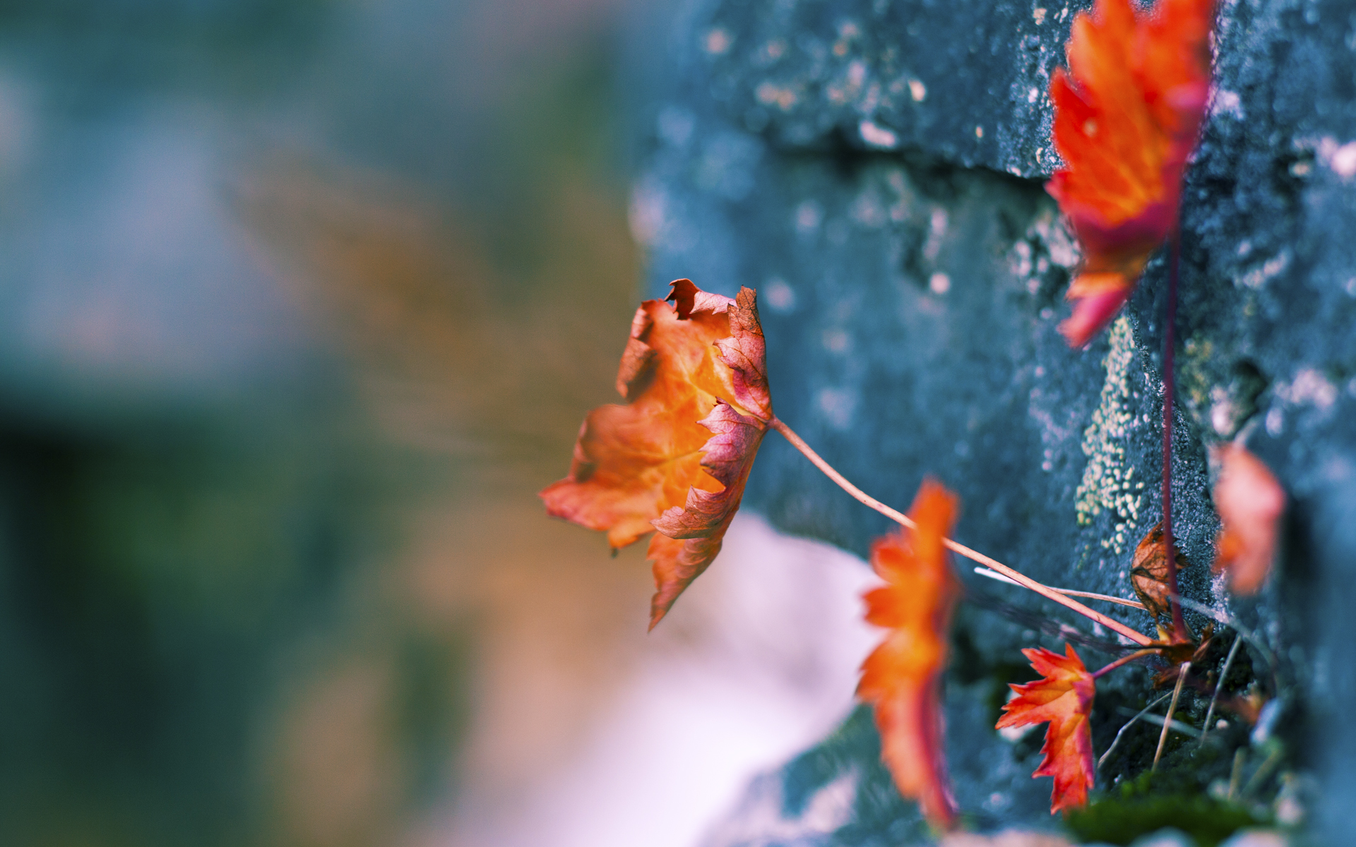 外援和本土球员配合不畅,cba外援和本土球员的区别