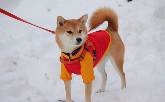 尼斯边中结合提升进攻效率