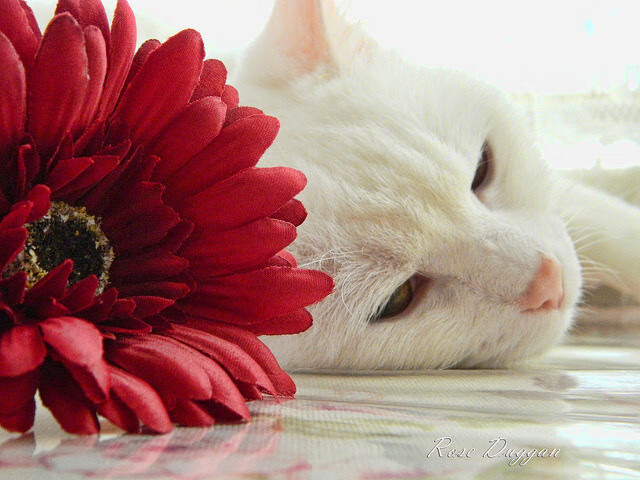 乐鱼官方登录入口-新闻中心推出品牌新形象，全新品牌形象