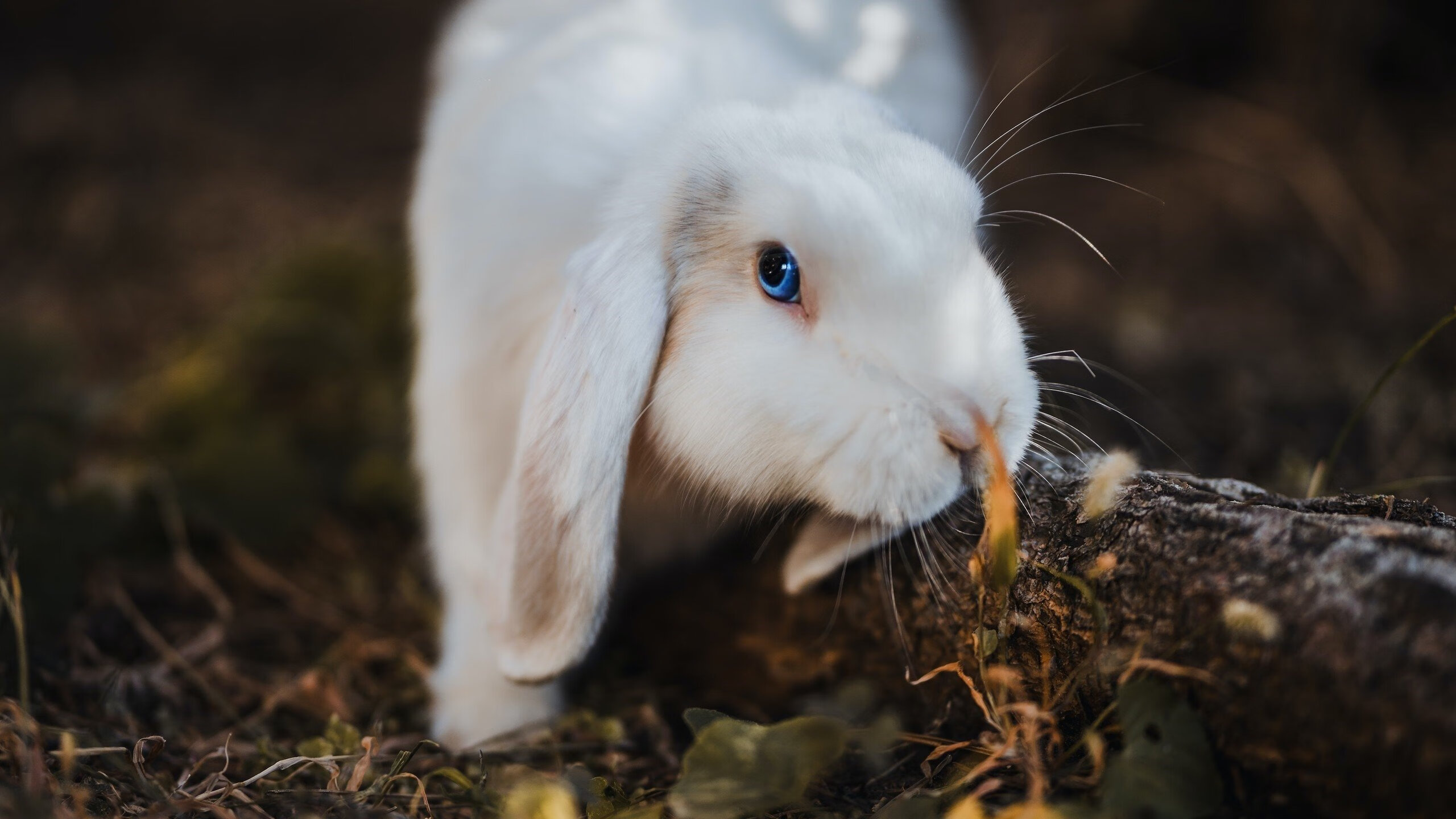 蝶泳划水效率数据解读，蝶泳的划水动作轨迹是三维的