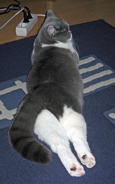 青训机构与中小学教育合作模式薄弱,青训机构与中小学教育合作模式薄弱的原因