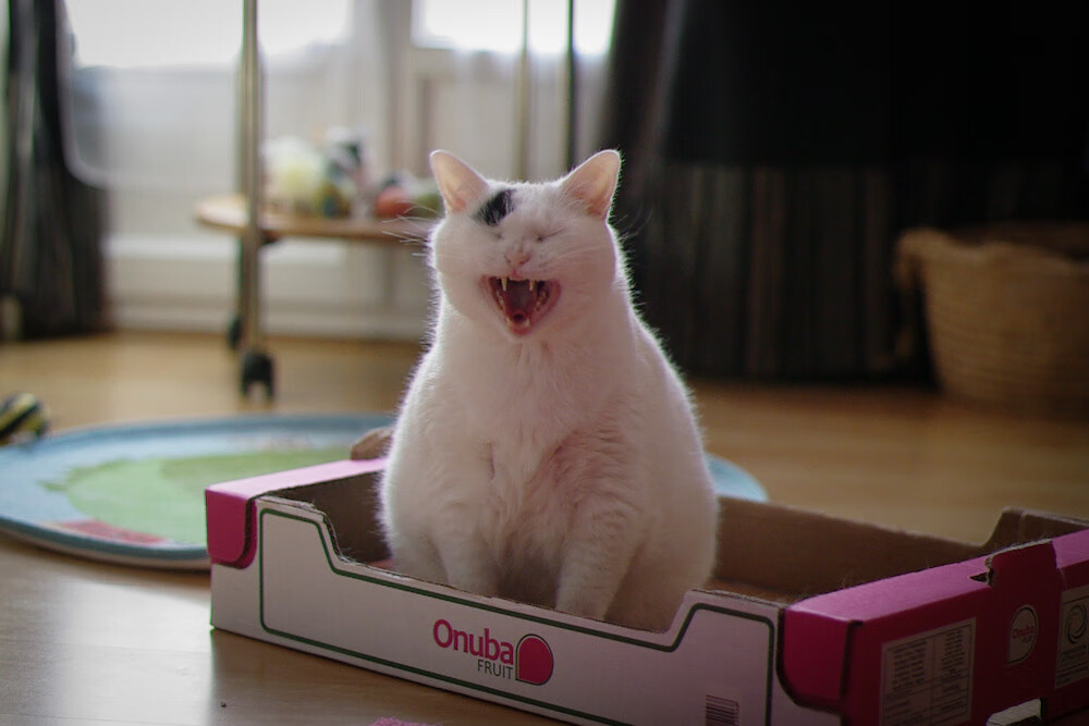 中国足球职业俱乐部比赛运营数字化水平提升，足球赛事运营