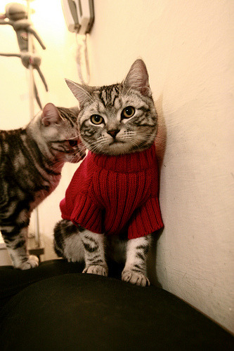 Leyu Sport登录入口-中国足球联赛实施裁判辅助教学直播计划，中国足球协会裁判员管理系统