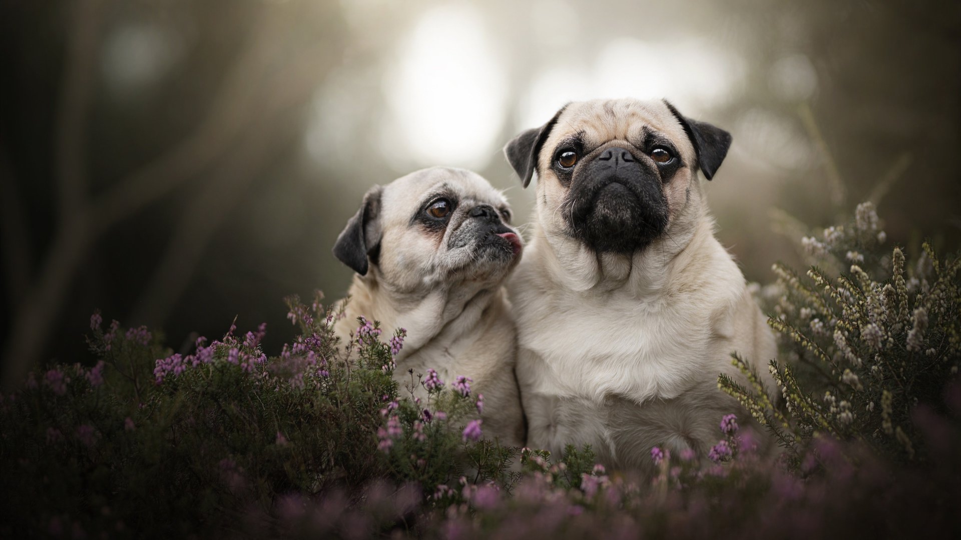 leyu.com-克莱尔后劲十足冲击力强烈，克莱尔jmbhp3