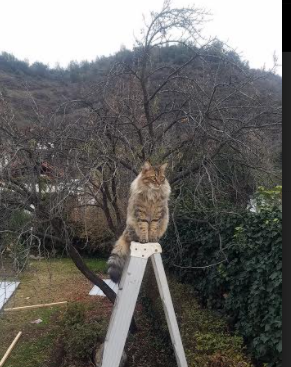 女篮注重内线经验传承培养未来接班人，女篮内线新人