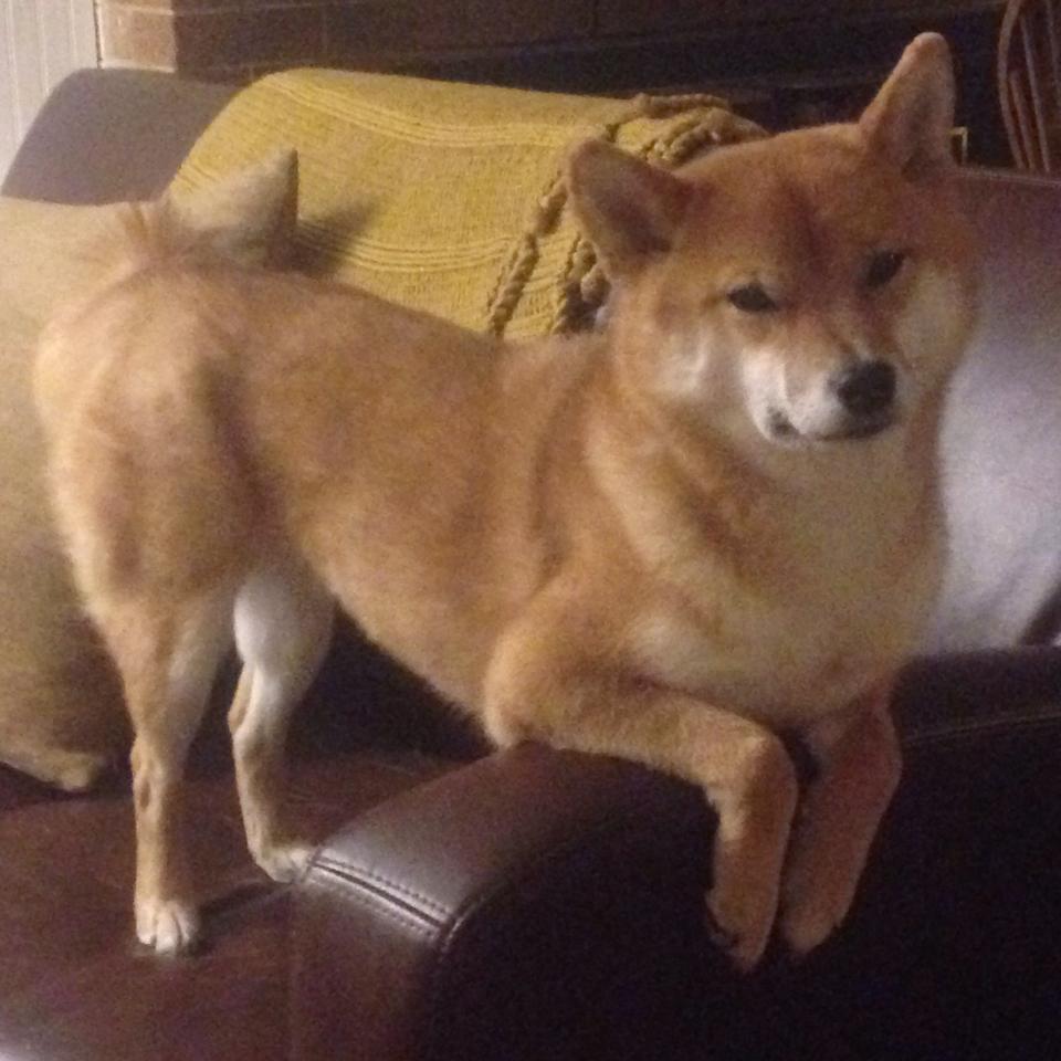 水球快攻战术中立代表队A主导比赛,水球队视频