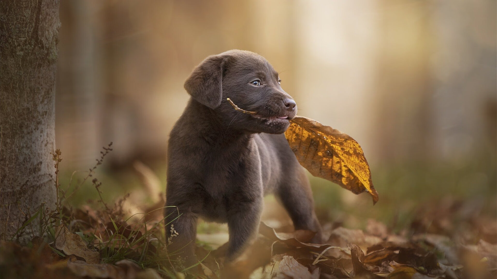 乐鱼电竞-滑雪比赛项目设计注重趣味性与观赏性，滑雪比赛内容都有哪些