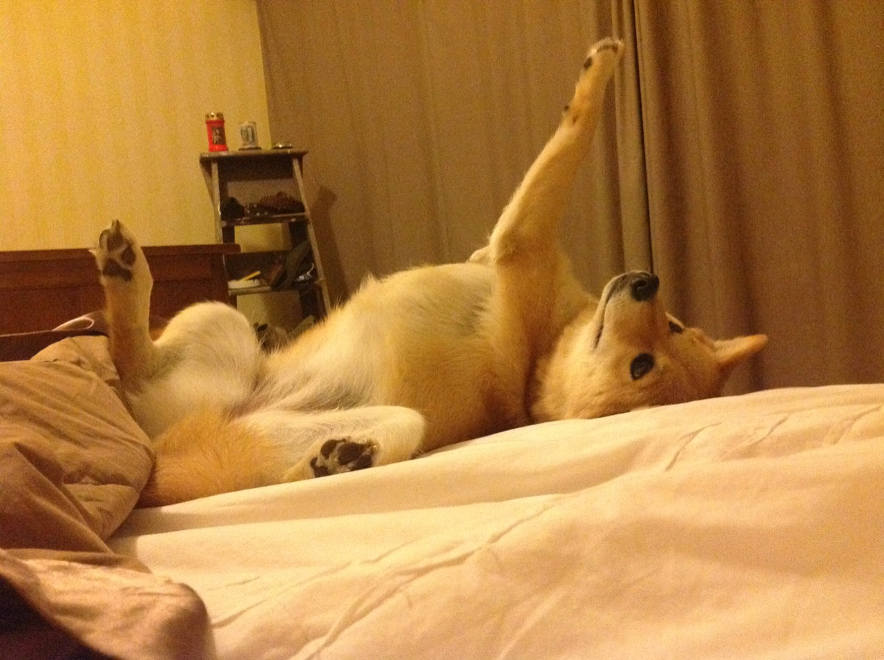 滑雪比赛项目设计注重趣味性与观赏性，滑雪比赛内容都有哪些