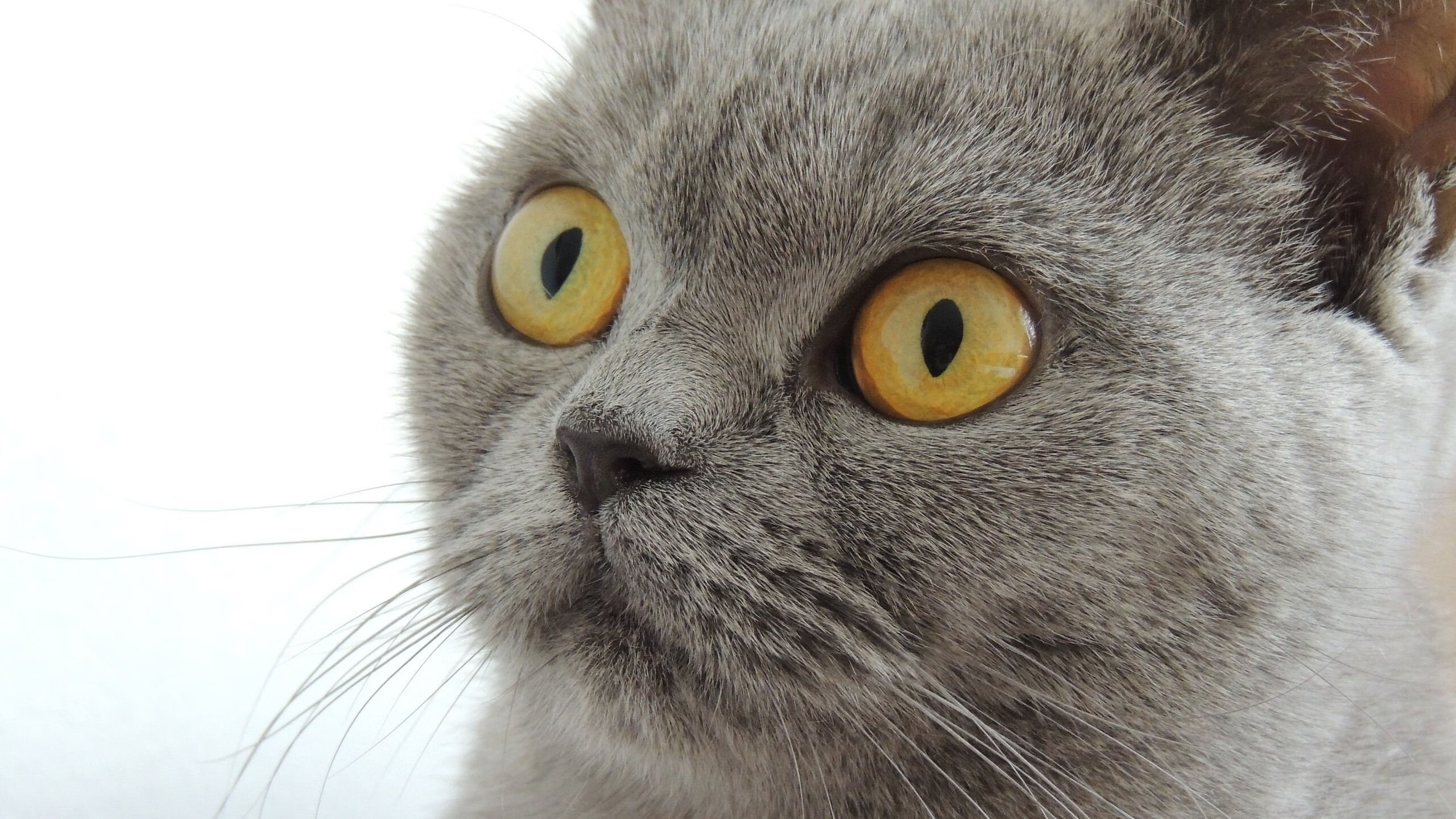 乐鱼app-老牌劲旅完成赛季目标，稳居积分榜前列，劲旅网官方网站